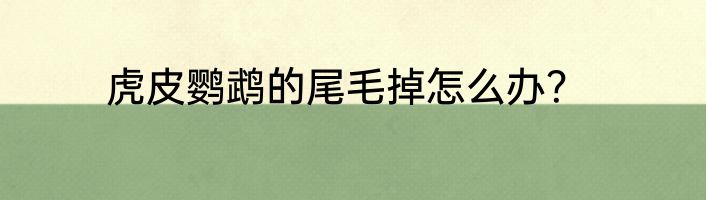虎皮鹦鹉的尾毛掉怎么办？