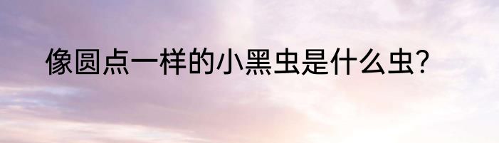 像圆点一样的小黑虫是什么虫？