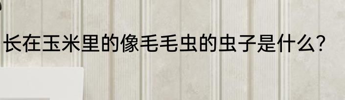 长在玉米里的像毛毛虫的虫子是什么？