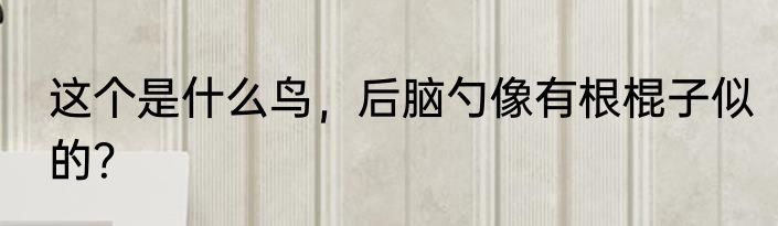 这个是什么鸟，后脑勺像有根棍子似的？