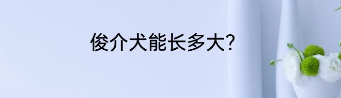 俊介犬能长多大？