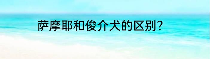 萨摩耶和俊介犬的区别？