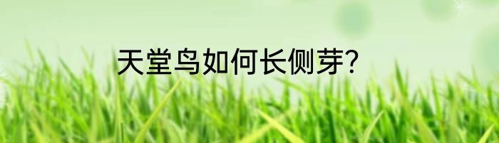 天堂鸟如何长侧芽？