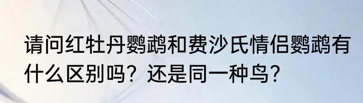 请问红牡丹鹦鹉和费沙氏情侣鹦鹉有什么区别吗？还是同一种鸟？