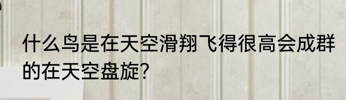 什么鸟是在天空滑翔飞得很高会成群的在天空盘旋？