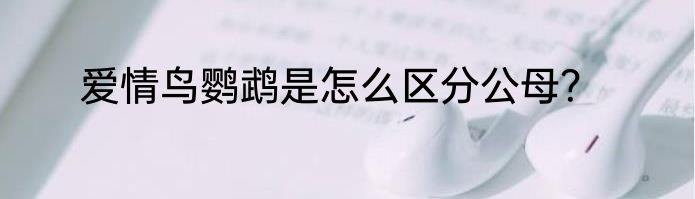 爱情鸟鹦鹉是怎么区分公母？