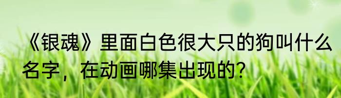 《银魂》里面白色很大只的狗叫什么名字，在动画哪集出现的？