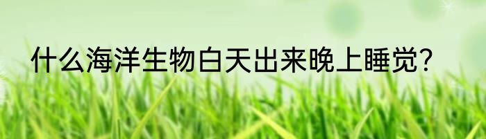 什么海洋生物白天出来晚上睡觉？