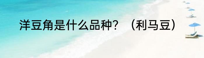 洋豆角是什么品种？（利马豆）