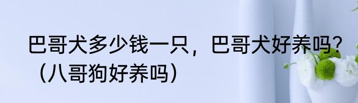 巴哥犬多少钱一只，巴哥犬好养吗？（八哥狗好养吗）