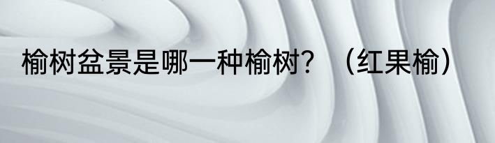 榆树盆景是哪一种榆树？（红果榆）