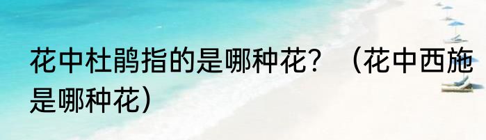 花中杜鹃指的是哪种花？（花中西施是哪种花）