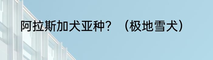 阿拉斯加犬亚种？（极地雪犬）