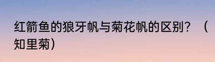 红箭鱼的狼牙帆与菊花帆的区别？（知里菊）