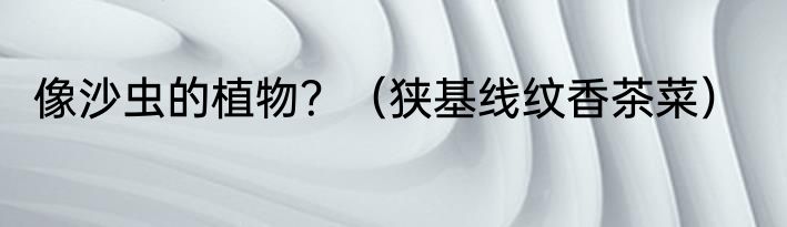 像沙虫的植物？（狭基线纹香茶菜）