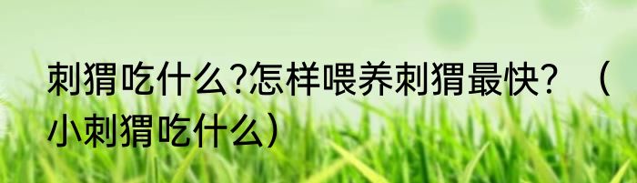 刺猬吃什么?怎样喂养刺猬最快？（小刺猬吃什么）