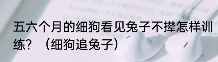 五六个月的细狗看见兔子不撵怎样训练？（细狗追兔子）