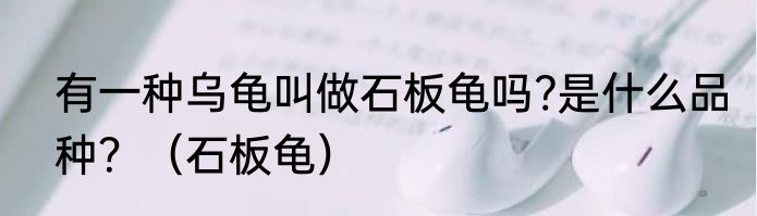 有一种乌龟叫做石板龟吗?是什么品种？（石板龟）