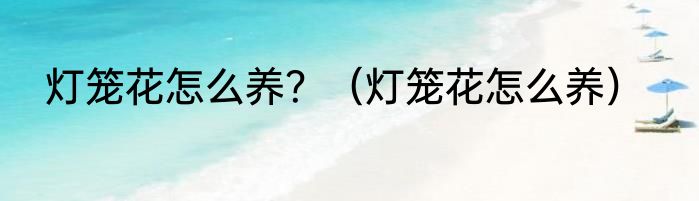 灯笼花怎么养？（灯笼花怎么养）