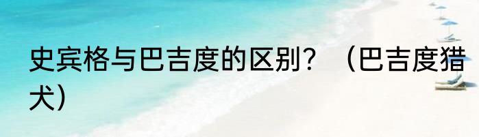 史宾格与巴吉度的区别？（巴吉度猎犬）