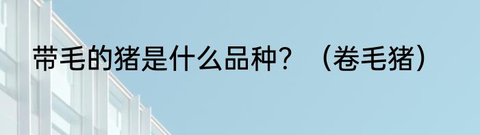 带毛的猪是什么品种？（卷毛猪）