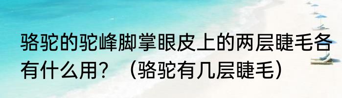 骆驼的驼峰脚掌眼皮上的两层睫毛各有什么用？（骆驼有几层睫毛）