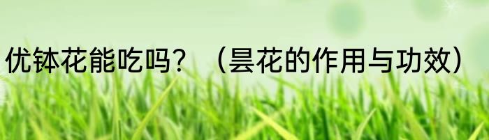 优钵花能吃吗？（昙花的作用与功效）