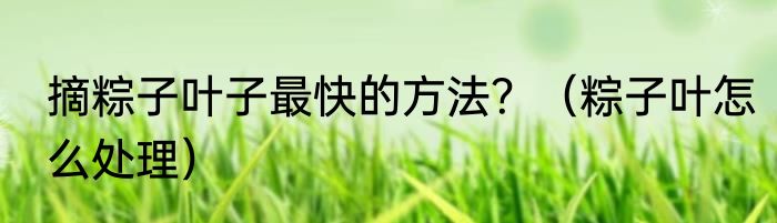 摘粽子叶子最快的方法？（粽子叶怎么处理）