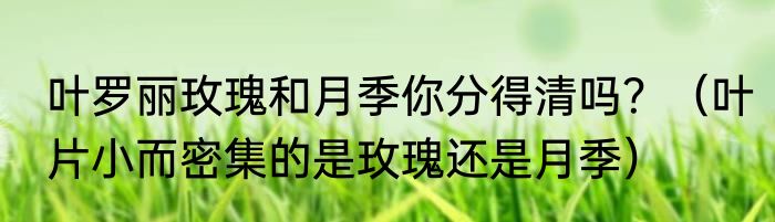叶罗丽玫瑰和月季你分得清吗？（叶片小而密集的是玫瑰还是月季）
