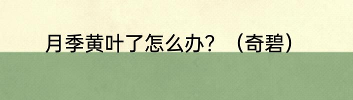 月季黄叶了怎么办？（奇碧）