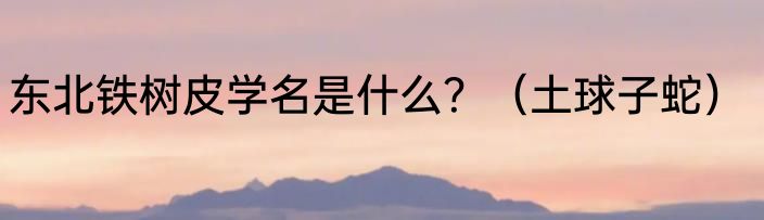 东北铁树皮学名是什么？（土球子蛇）