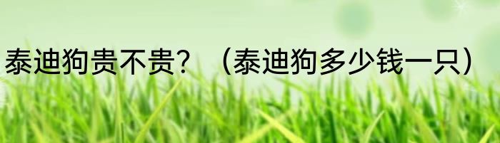 泰迪狗贵不贵？（泰迪狗多少钱一只）