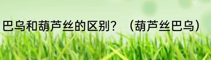 巴乌和葫芦丝的区别？（葫芦丝巴乌）
