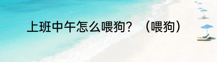 上班中午怎么喂狗？（喂狗）