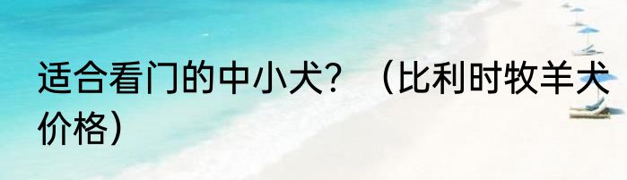 适合看门的中小犬？（比利时牧羊犬价格）