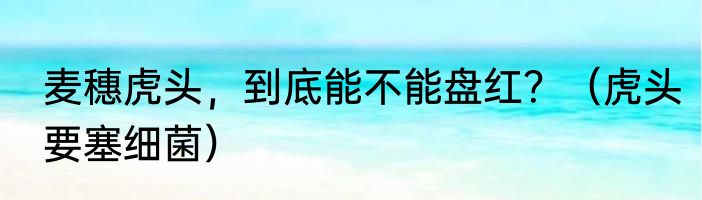 麦穗虎头，到底能不能盘红？（虎头要塞细菌）