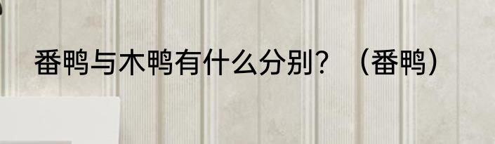 番鸭与木鸭有什么分别？（番鸭）