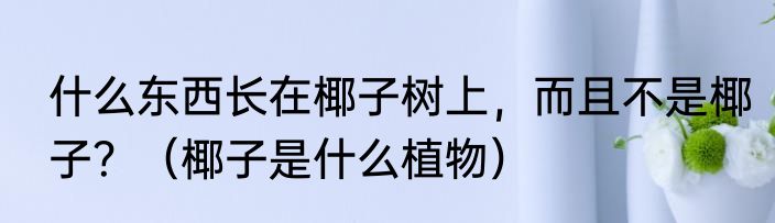 什么东西长在椰子树上,而且不是椰子?(椰子是什么植物)