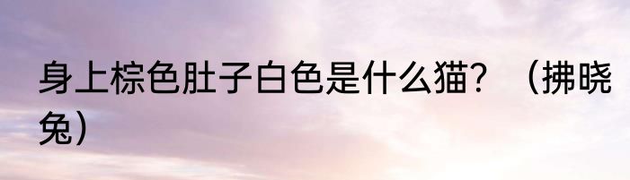 身上棕色肚子白色是什么猫？（拂晓兔）