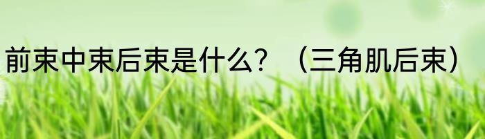 前束中束后束是什么？（三角肌后束）