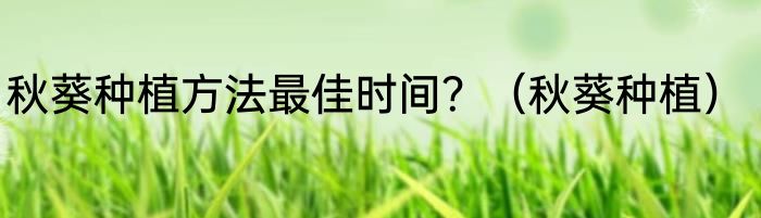 秋葵种植方法最佳时间？（秋葵种植）