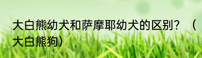 大白熊幼犬和萨摩耶幼犬的区别？（大白熊狗）