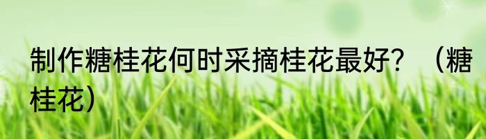 制作糖桂花何时采摘桂花最好？（糖桂花）