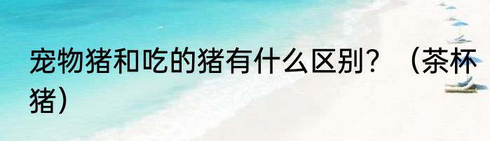 宠物猪和吃的猪有什么区别？（茶杯猪）