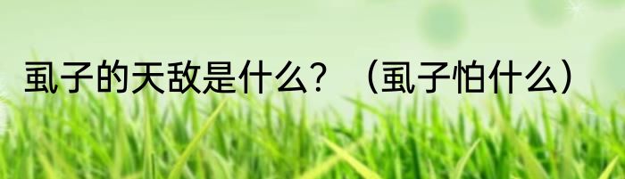 虱子的天敌是什么？（虱子怕什么）