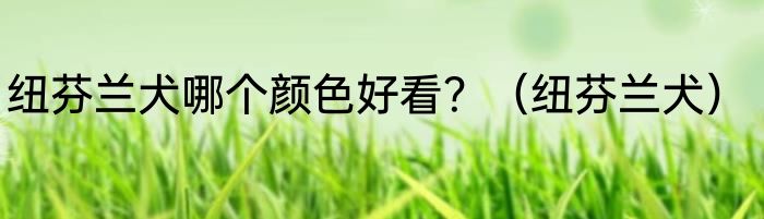 纽芬兰犬哪个颜色好看？（纽芬兰犬）