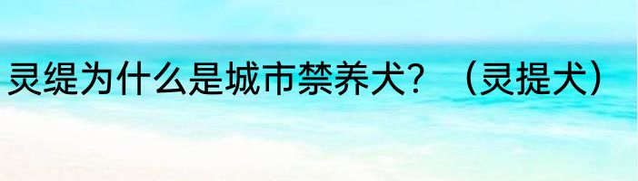 灵缇为什么是城市禁养犬？（灵提犬）