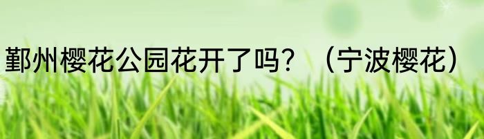 鄞州樱花公园花开了吗？（宁波樱花）