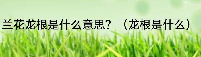 兰花龙根是什么意思？（龙根是什么）