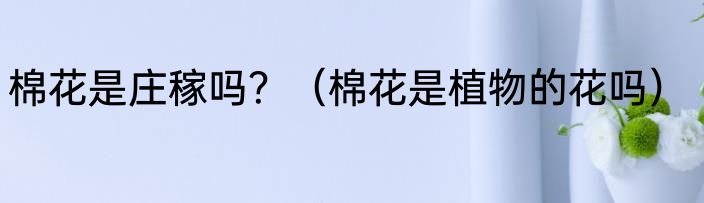 棉花是庄稼吗？（棉花是植物的花吗）